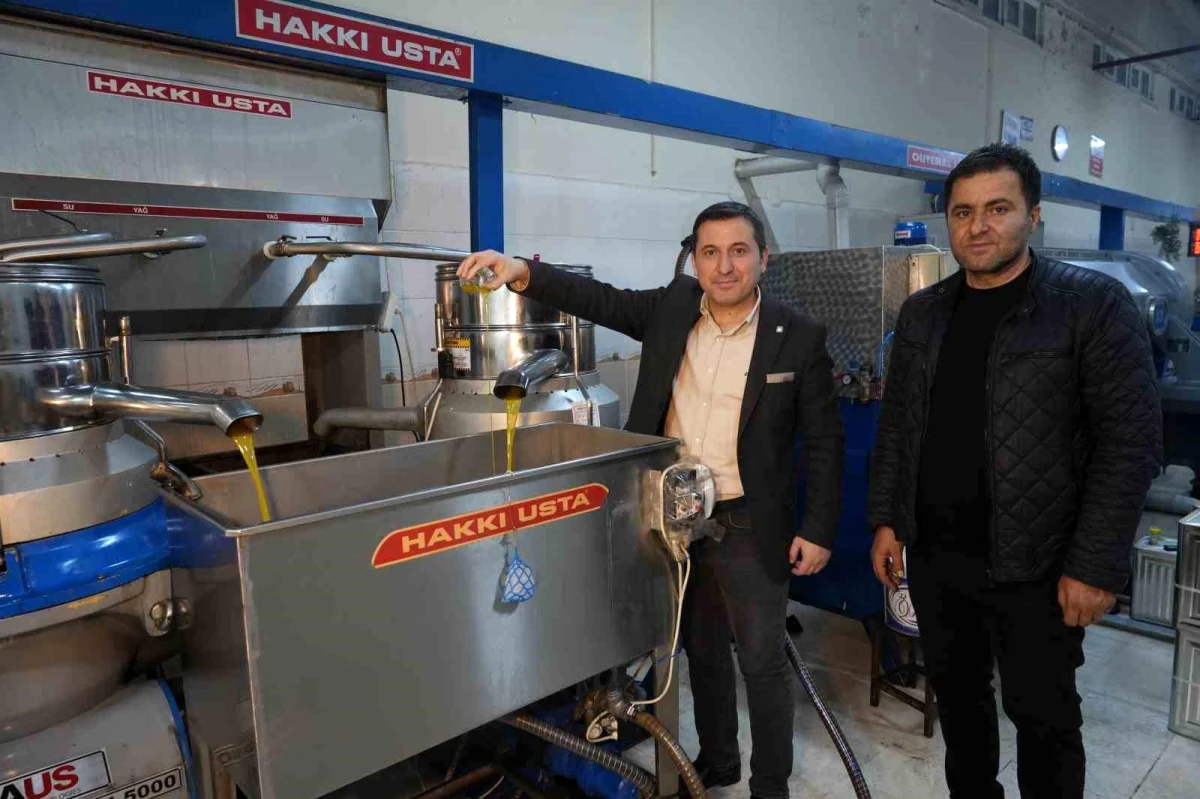 Kilis’te Zeytinyağı Hasadı Başladı, Fiyatlar Üreticileri Şad Etti