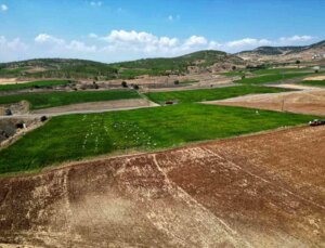 Kilis’te Acı Biber Hasadı Başladı