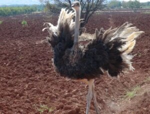 Suriye’den kaçıp hududu geçen deve kuşu Kilis’te yakalandı