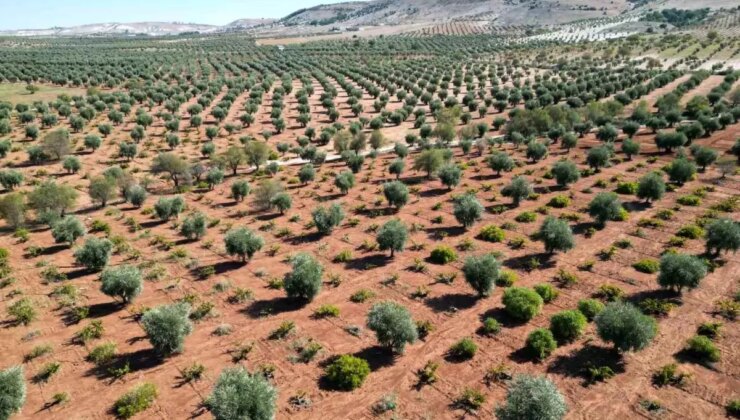Kilis’te Erken Hasat Zeytin Toplama Dönemi Başladı