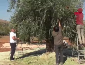 Kilis’te Yeni Dönem Zeytin Hasadı ve Soğuk Sıkım Yağ Üretimi Başladı