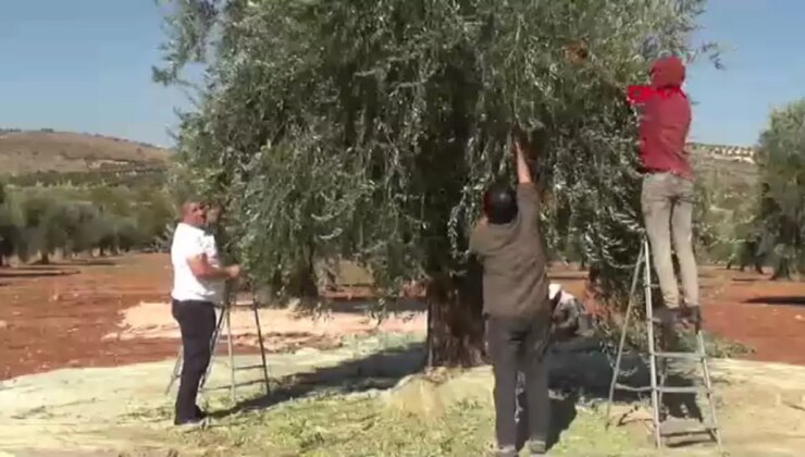 Kilis’te Yeni Dönem Zeytin Hasadı ve Soğuk Sıkım Yağ Üretimi Başladı