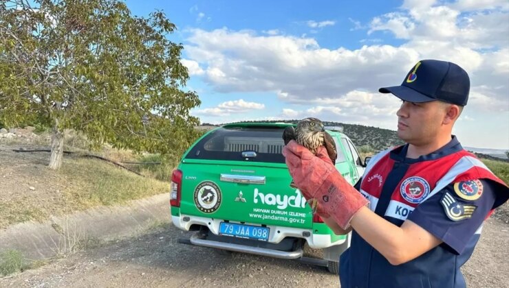 Yaralı Şahin Kilis’te Müdafaa Altına Alındı