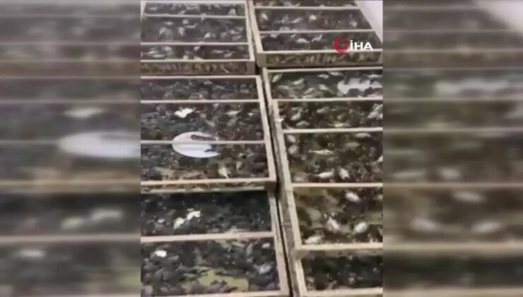 Çobanbey Gümrük Kapısı’nda 6 bin 500 Latife Kuşu Ele Geçirildi