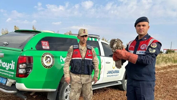 Kilis’te Bitkin Halde Bulunan Kızıl Şahin Müdafaa Altına Alındı