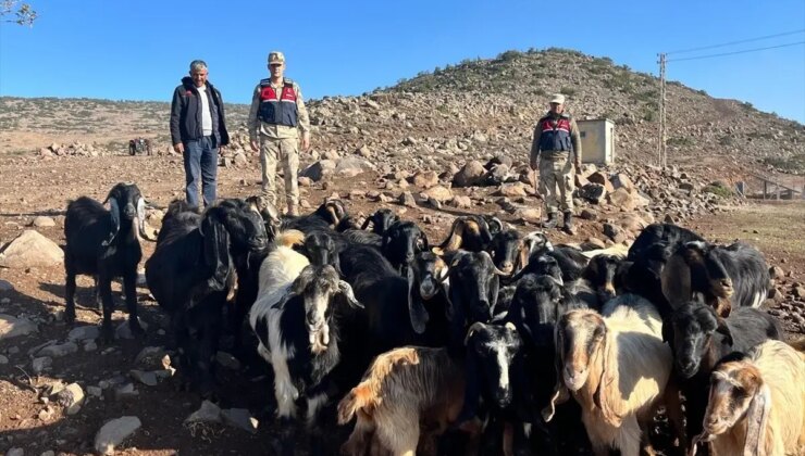 Kilis’te Kayıp 28 Küçükbaş Hayvan Bulundu
