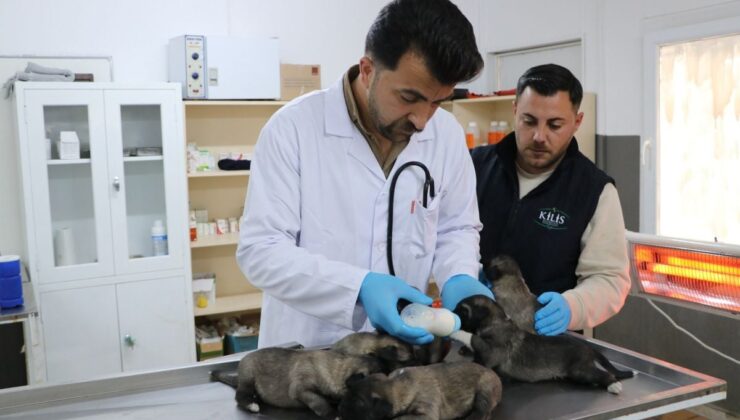 Kilis’te prefabrik yapıda çıkan yangında kurtarılan 6 yavru köpek tedaviye alındı