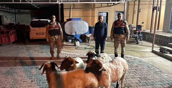 Kilis’te kayıp küçükbaş hayvanlar bulundu