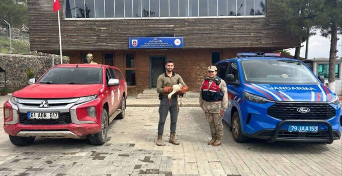 Kilis’te yaralı halde bulunan leylek tedavi altına alındı