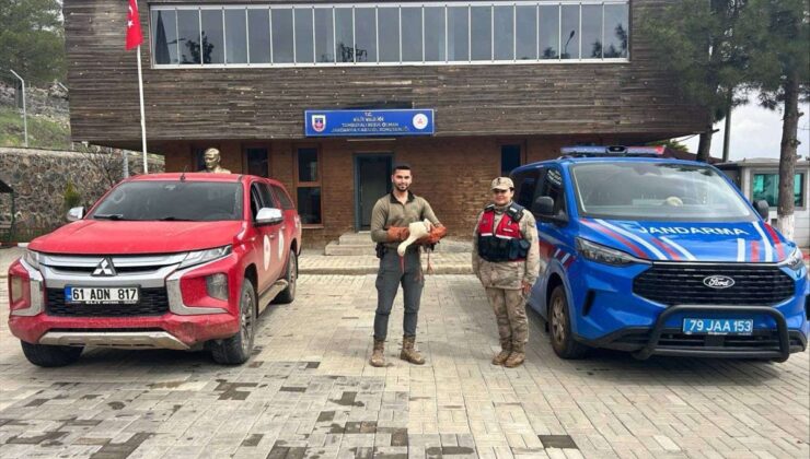 Kilis’te yaralı halde bulunan leylek tedavi altına alındı