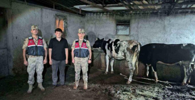 Kayıp büyükbaş hayvanlar jandarma takımlarınca bulundu