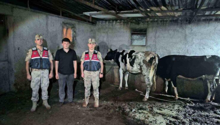 Kayıp büyükbaş hayvanlar jandarma takımlarınca bulundu