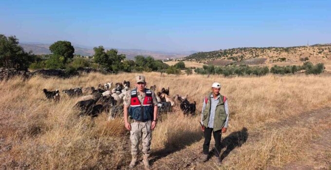 Kilis’te Kaybolan 50 Küçükbaş Hayvan Jandarma Tarafından Bulundu